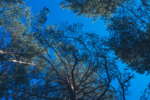 Looking up through the canopy of pine trees on a bright blue sky. Shallow depth of field.
