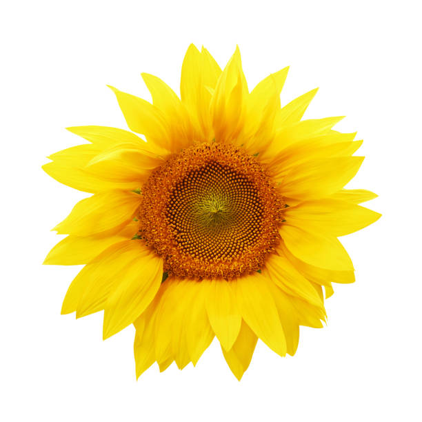 istock Yellow summer sunflower isolated on white background 1393765131