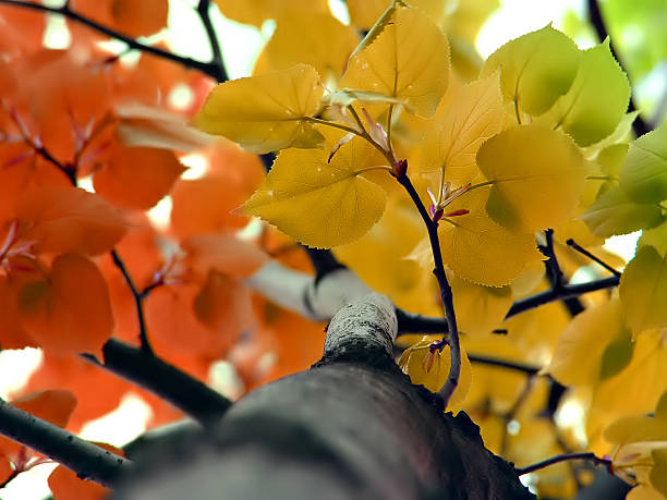 jesień's magic - nobody nature selective focus hand colored zdjęcia i obrazy z banku zdjęć