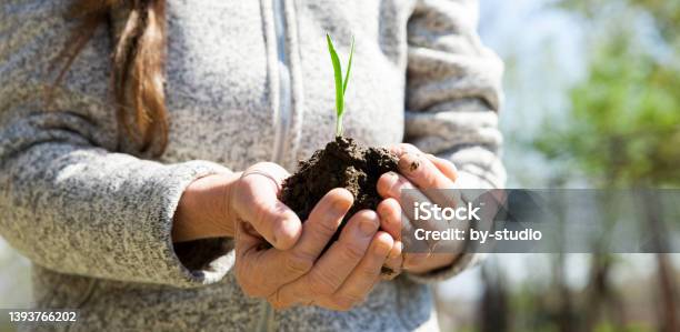 A Woman Holds A Plant In Her Hand Stock Photo - Download Image Now - Adult, Adults Only, Beet