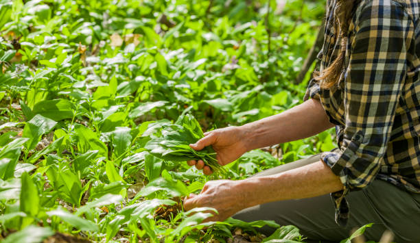istock Collecting wild garlic in the forest 1393766216