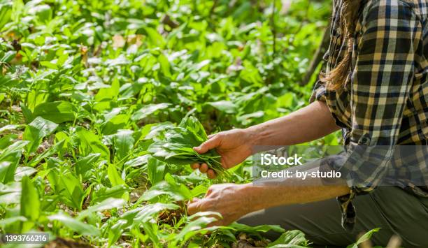 Collecting Wild Garlic In The Forest Stock Photo - Download Image Now - 60-64 Years, Adult, Adults Only