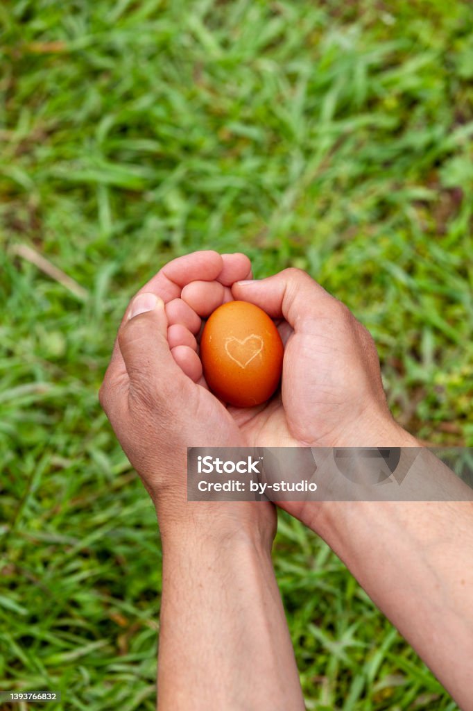 Chicken egg with heart held by hands Bulgaria Stock Photo