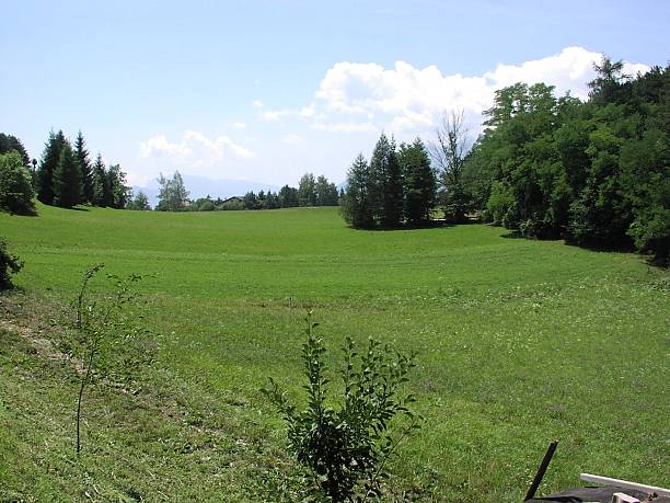 Um prado verde - fotografia de stock