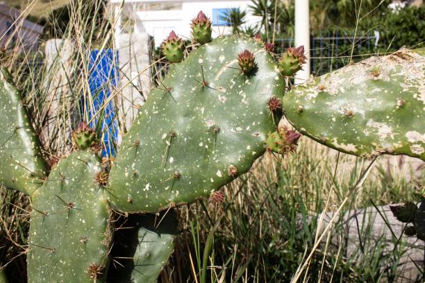 istock fruits of the prickly pear 1393767345