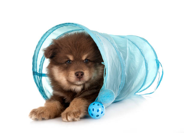 istock puppy Finnish Lapphund in studio 1393767421