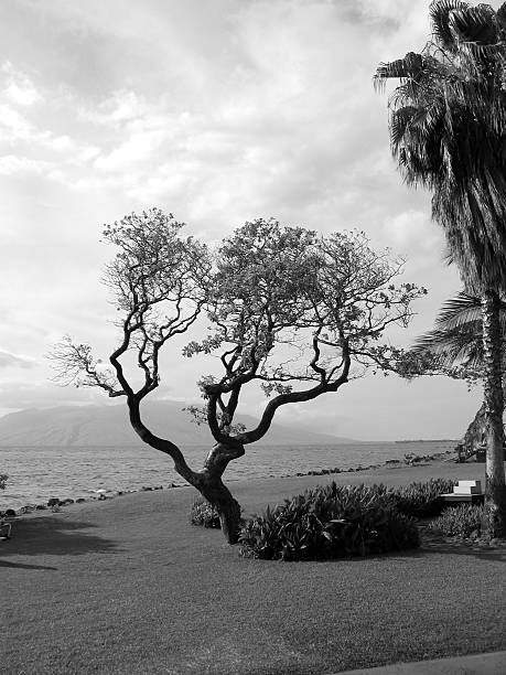 Ocean Tree stock photo