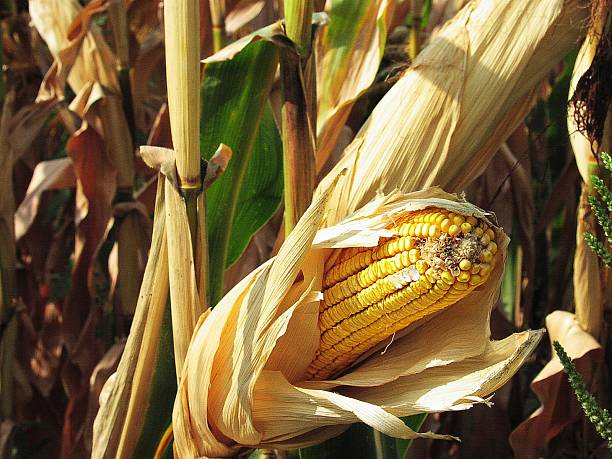 Cтоковое фото Сухость кукуруза в початках