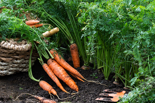 Just uprooted juicy carrots in vegetable bed and in basket, carrots growing in garden,  harvest of carrots in farmer’s field, agriculture concept
