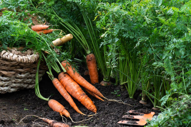 Just uprooted juicy carrots in vegetable bed and in basket, carrots growing in garden stock photo