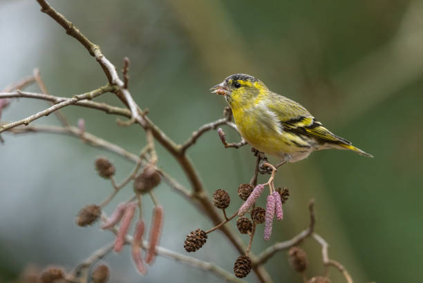 Male eurasian siskin (Spinus spinus) eating seeds of an alder.