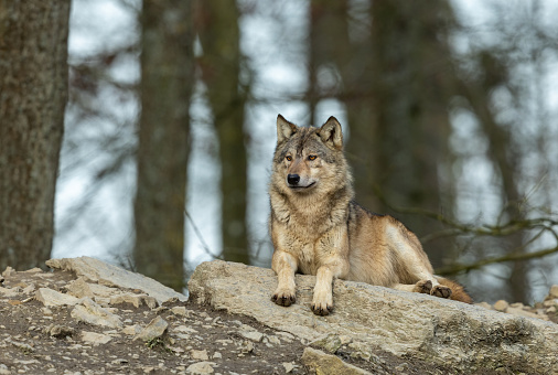 Canadian timberwolf resting on a rock.