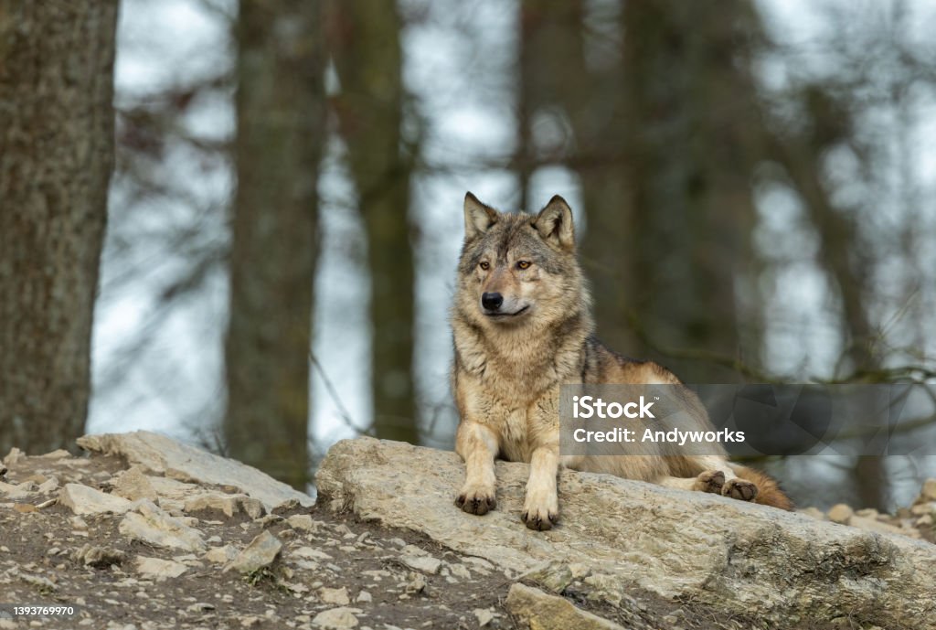 Canadian timberwolf Canadian timberwolf resting on a rock. Wolf Stock Photo