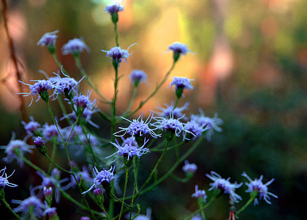 Violets fleurs sauvages - Photo