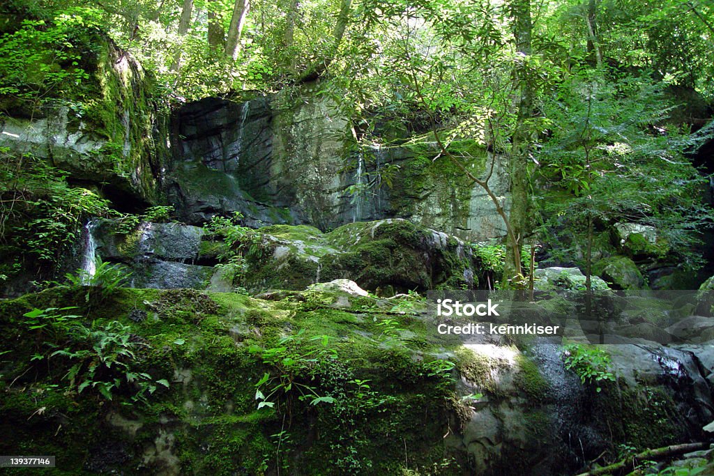 Floresta Wateralls 2 - Foto de stock de Bosque - Floresta royalty-free