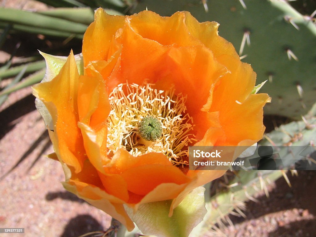 Fiore di cactus - Foto stock royalty-free di Ape