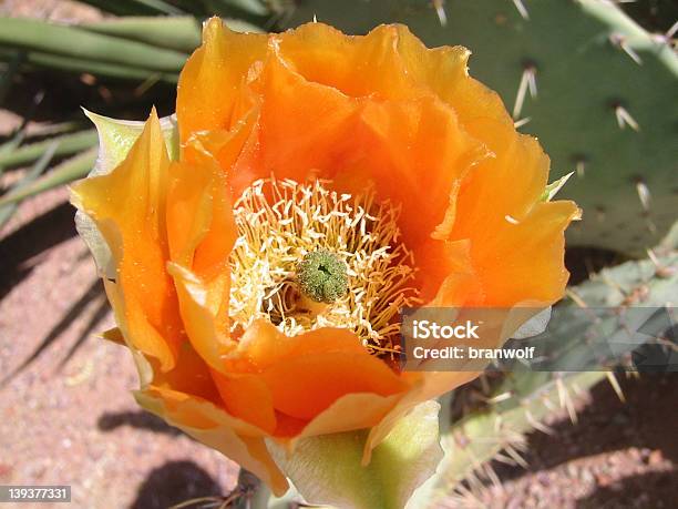 Fiore Di Cactus - Fotografie stock e altre immagini di Ape - Ape, Arancione, Arizona