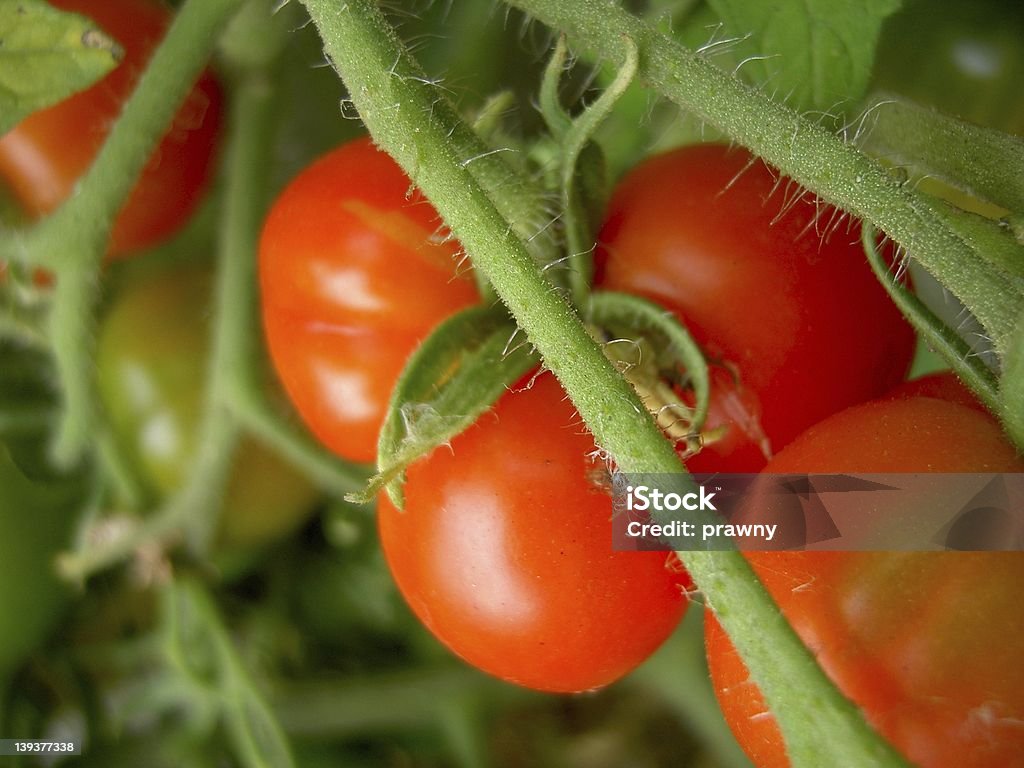 Pianta di pomodoro - Foto stock royalty-free di Frutta