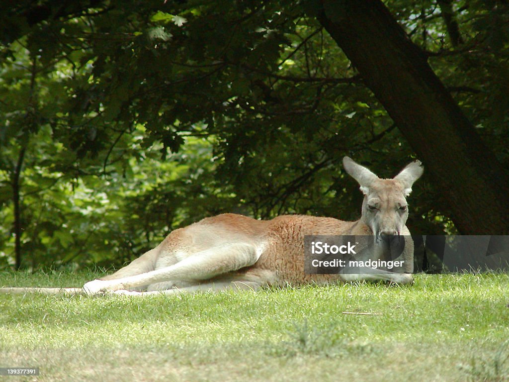Kangaroo - Foto de stock de Animal royalty-free