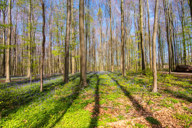 Horizontal image with a beautiful natural carpet of blooming bluebells under the deciduous trees on a sunny spring day in a Belgian forest, Belgium.