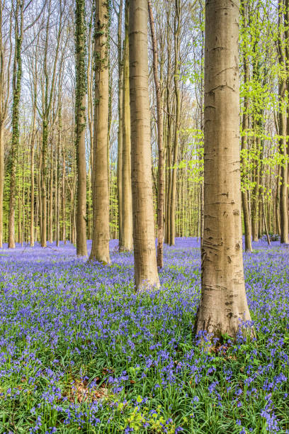 istock Bluebells among the trees in the forest. 1393773996