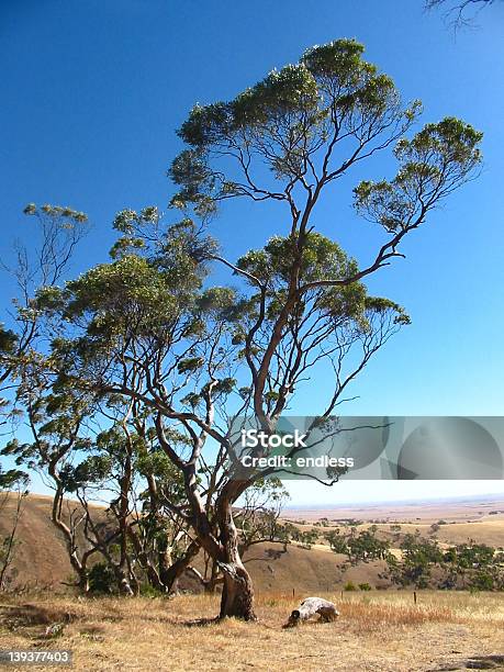 Vale De Clare - Fotografias de stock e mais imagens de Ao Ar Livre - Ao Ar Livre, Austrália, Cena Rural