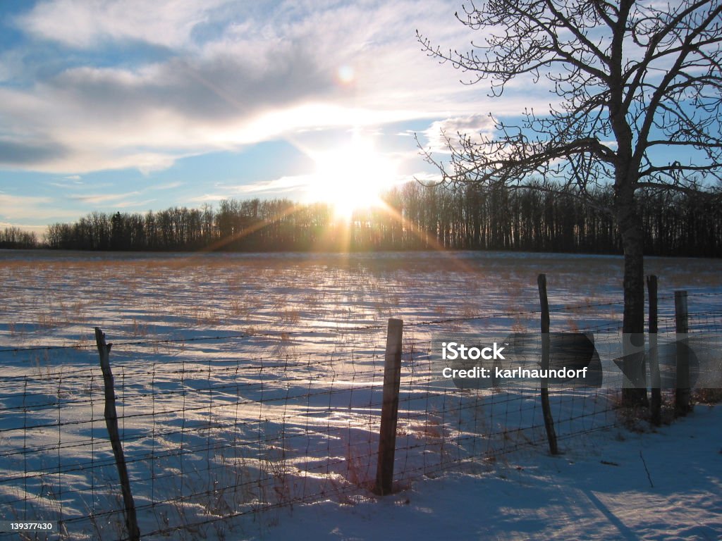 Sol em um campo Nevado - Foto de stock de Agricultura royalty-free