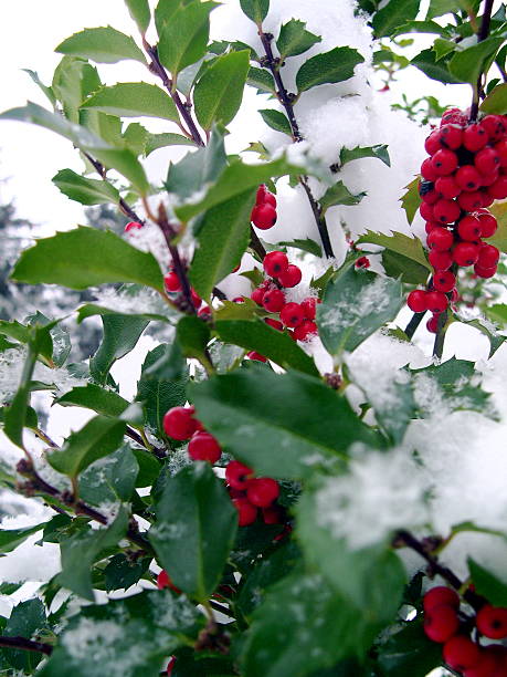 très baie - moving up fruit close to togetherness photos et images de collection