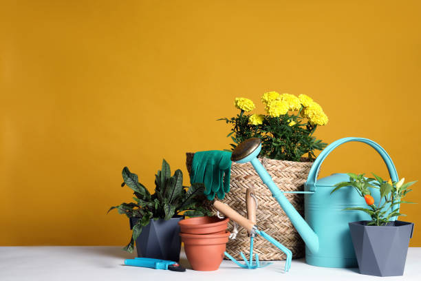 istock Gardening tools and houseplants on white table. Space for text 1393776436