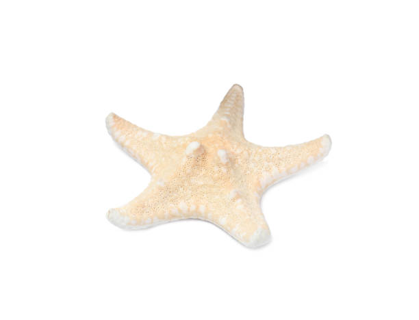 istock Beautiful sea star isolated on white. Beach object 1393776555