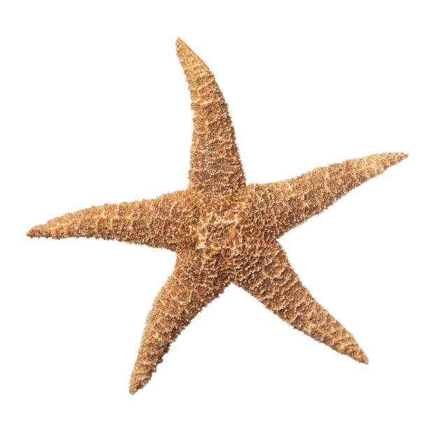 istock Beautiful sea star isolated on white. Beach object 1393776559