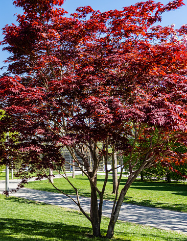 Graceful Acer Palmatum Dissectum tree with red leaves on bank of  artificial pond. Stylized Japanese courtyard in city park 