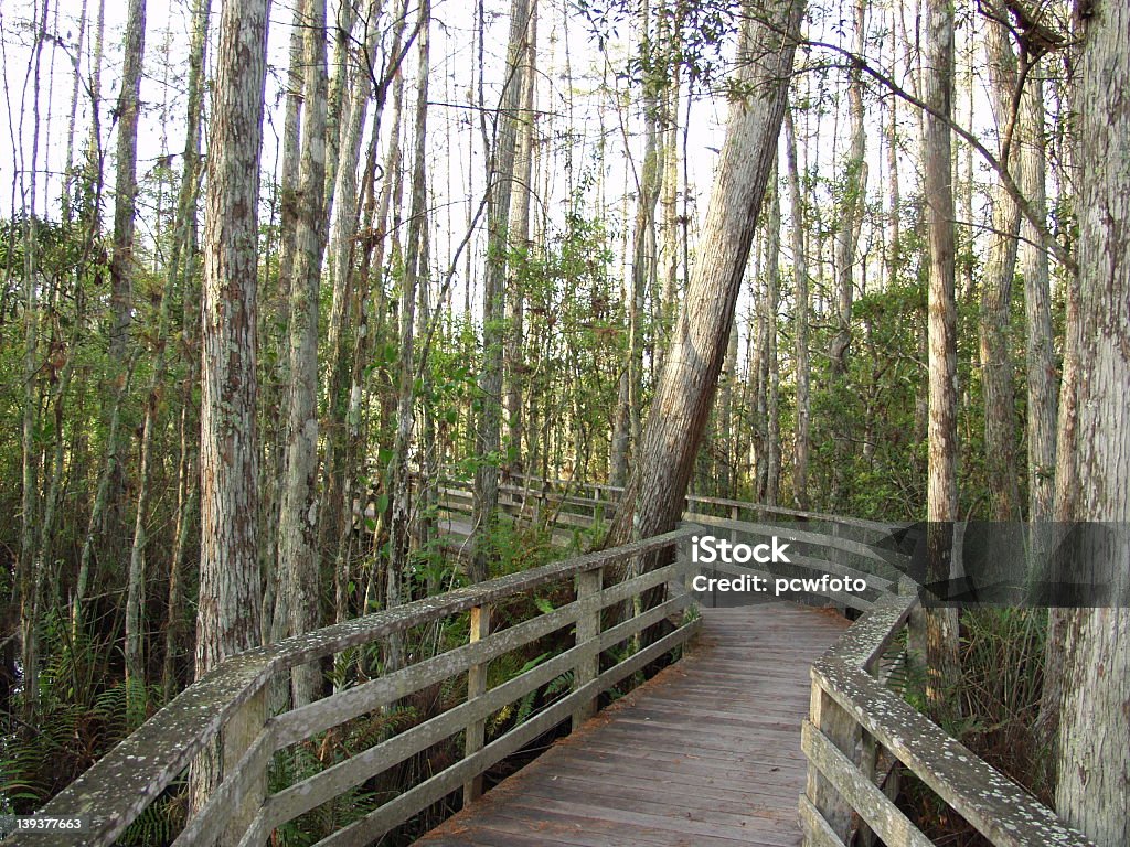 Réserve naturelle de 2279 - Photo de Allée couverte de planches libre de droits