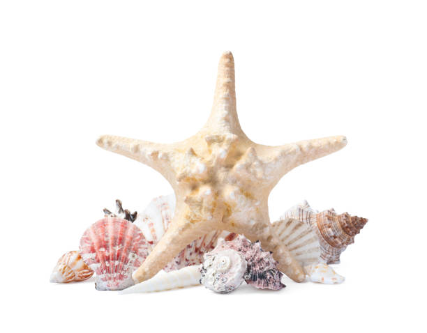 istock Beautiful sea star and seashells on white background 1393776737