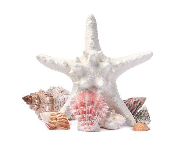 istock Beautiful sea star and seashells on white background 1393776739