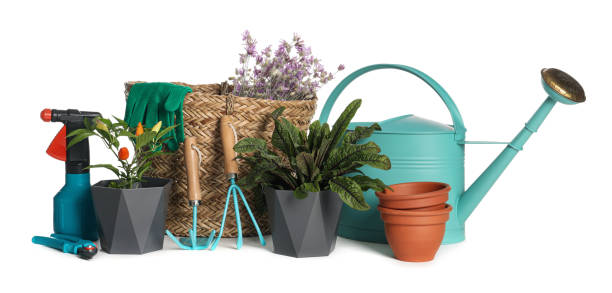 istock Gardening tools and houseplants on white background 1393777070