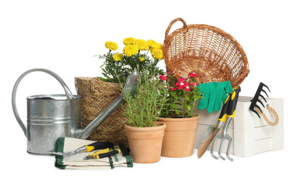 istock Gardening tools and houseplants on white background 1393777094