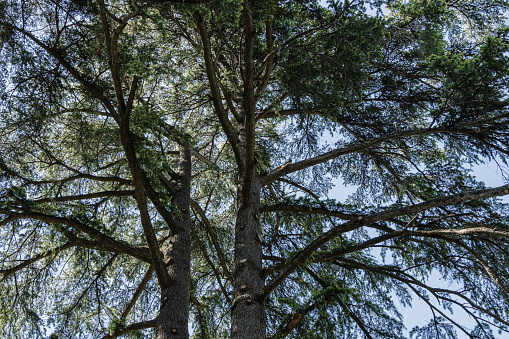 Old large tree evergreen Sequoia sempervirens Glauca (coastal sequoia tree) in Adler Arboretum 