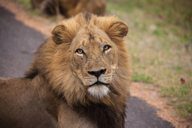 istock Single Male Lion 14888 1393778542