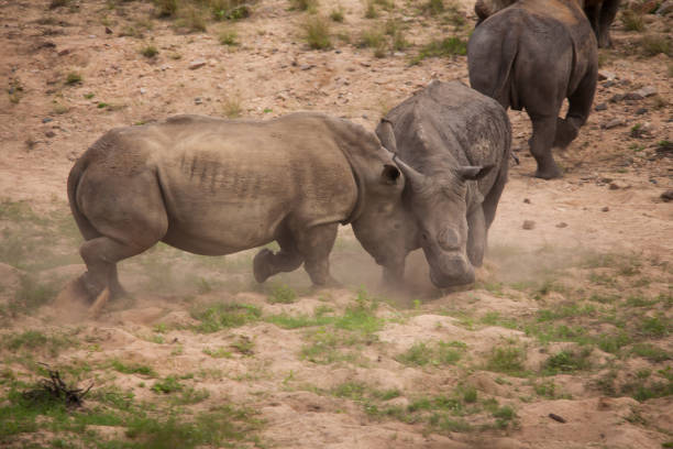 istock Dehorned White Rhino Ceratotherium simum fighting 14802 1393778606