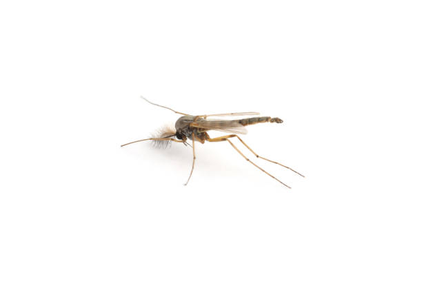 istock Closeup view of mosquito on white background 1393780252
