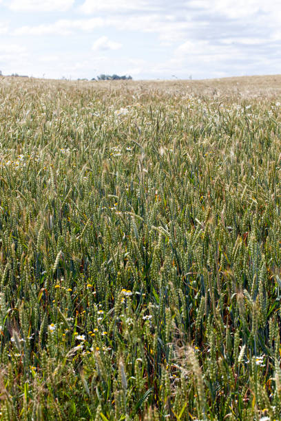 istock cereal plants during cultivation in the field in summer 1393781239