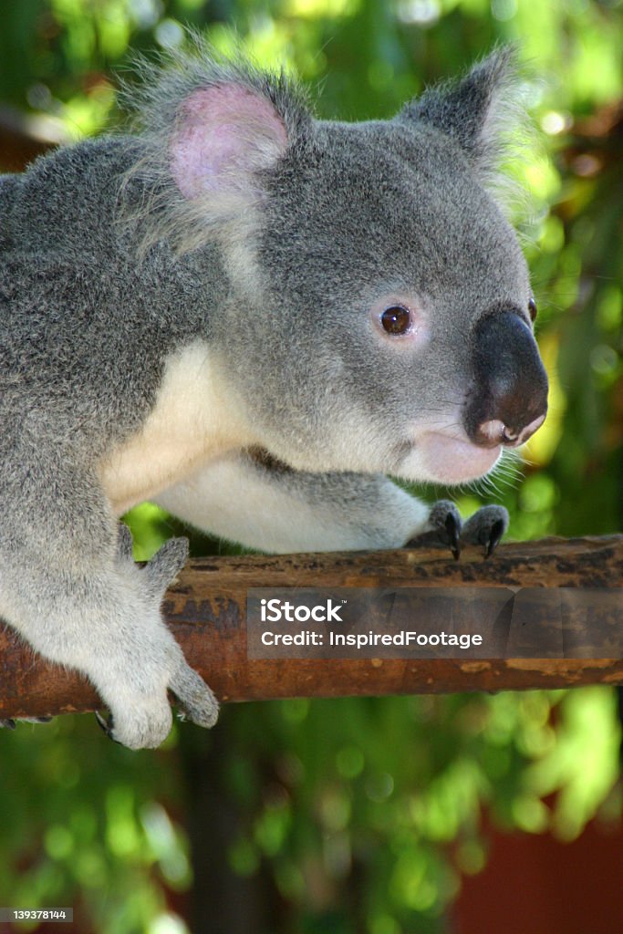 Splendida Koala - Foto stock royalty-free di Abbracciare una persona