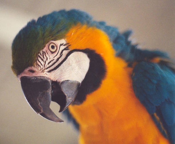 마코앵무새-얼굴 스톡 사진
