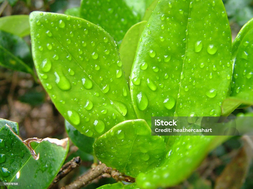 Feuilles avec des gouttelettes d'eau - Photo de Arbre libre de droits