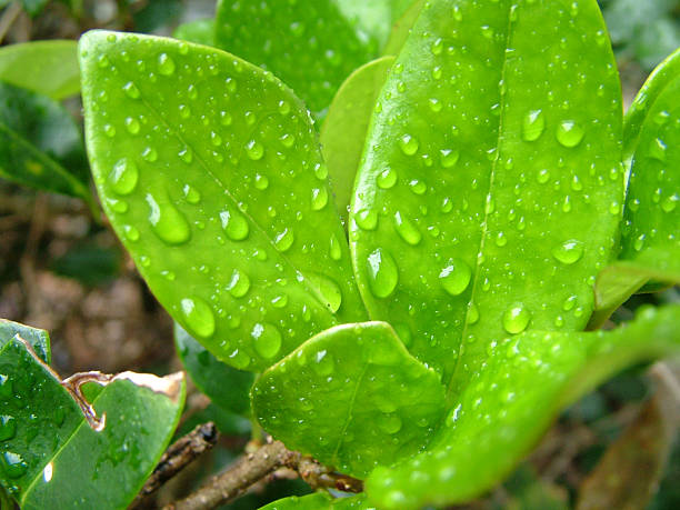 Foglie e gocce d'acqua - foto stock