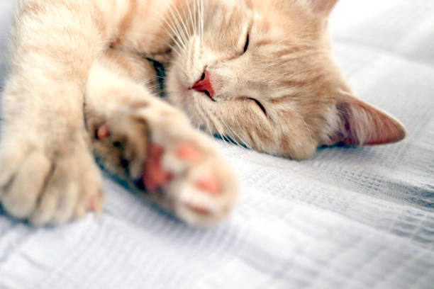 istock Cute coiled cat. enjoys it at home. close-up. 1393782105