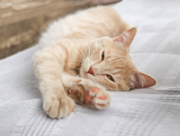 istock Cute coiled cat. enjoys it at home. close-up. 1393782262