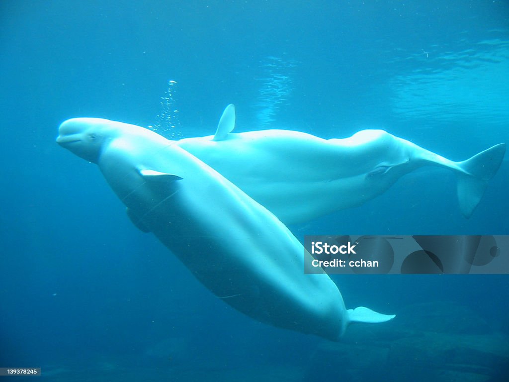Due belugas - Foto stock royalty-free di Beluga