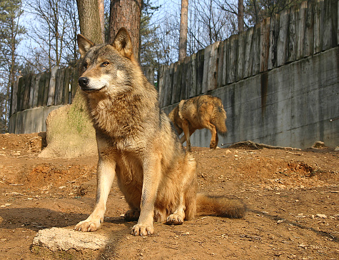 a brown wolf posing for camera